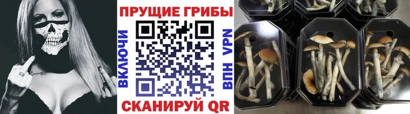 Галлюциногенные грибы Psilocybe  Купить закладки  Елабуга 